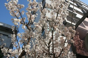 サクランボの木(1)